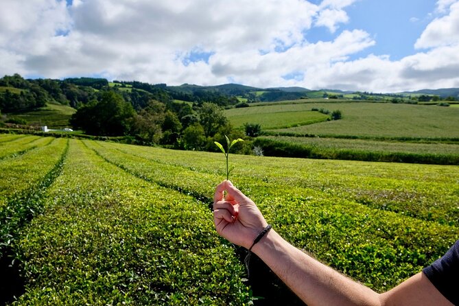 Furnas Volcano & Tea Plantation With Traditional Lunch, East Tour - Terra Nostra Park and the €17 thermal pool choice