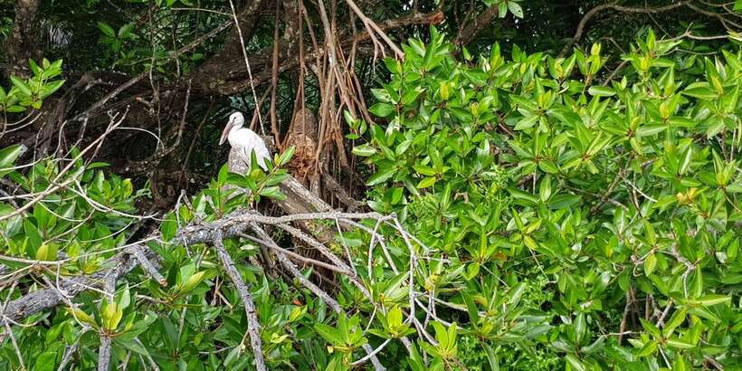 Galle Day Tour with River Safari,Sea Turtle & Tea Plantation - A closer look at tea from leaf to factory