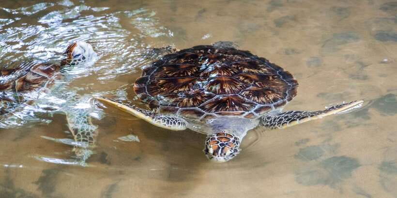 Galle Day Tour with River Safari,Sea Turtle & Tea Plantation - Meeting the work of turtle conservation