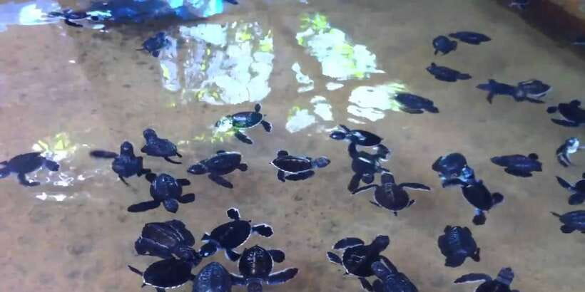 Galle Day Tour with River Safari,Sea Turtle & Tea Plantation - What the $140 price includes
