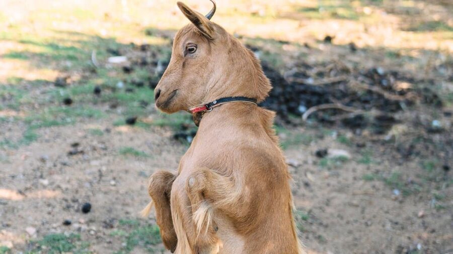 Gallura: Picnic on a Farm with Animals - Who should book this farm picnic?