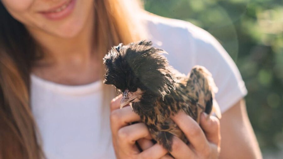 Gallura: Picnic on a Farm with Animals - What the one-hour schedule feels like