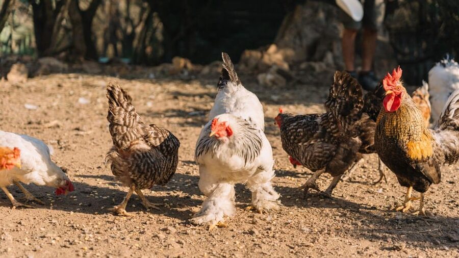 Gallura: Picnic on a Farm with Animals - A peaceful stop for adults, too