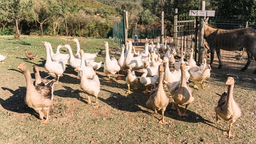 Gallura: Picnic on a Farm with Animals - Is $40 a fair price for one hour?