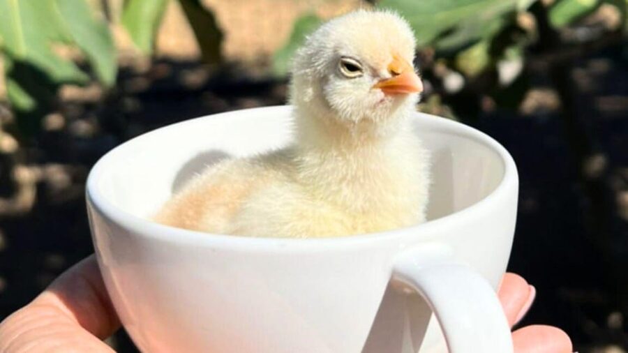 Gallura: Picnic on a Farm with Animals - Practical details that can change your visit