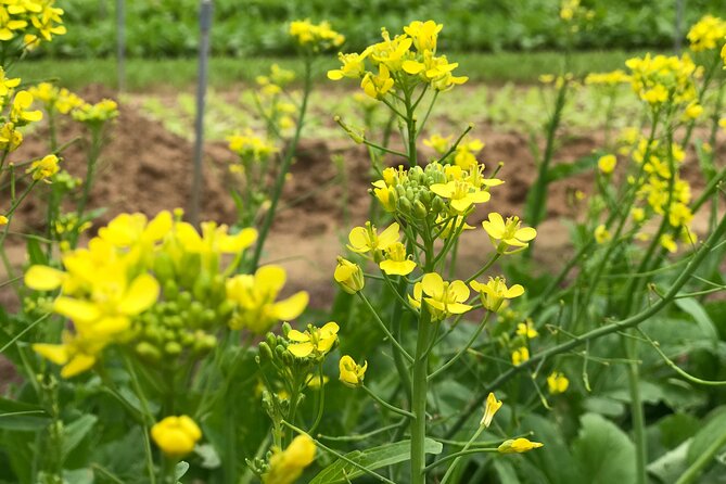 Gardening at Tra Que Vegetable Village and cooking class - Who will enjoy this morning most?