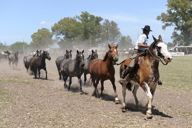 Gaucho Experience: A Day Trip to Don Silvano Ranch - Horseback riding that favors beginners