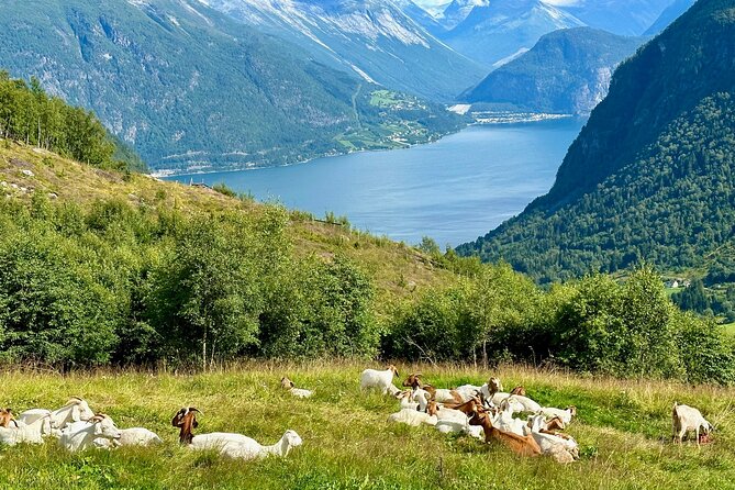 Geiranger by Royal route, 5 hours with visiting a high-mountain farm - Djupvatnet at about 1,000 meters