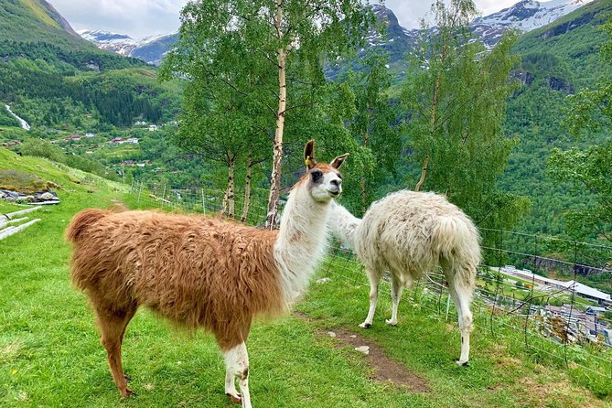 Geiranger by Royal route, 5 hours with visiting a high-mountain farm - Two hours at Westerås Restaurant