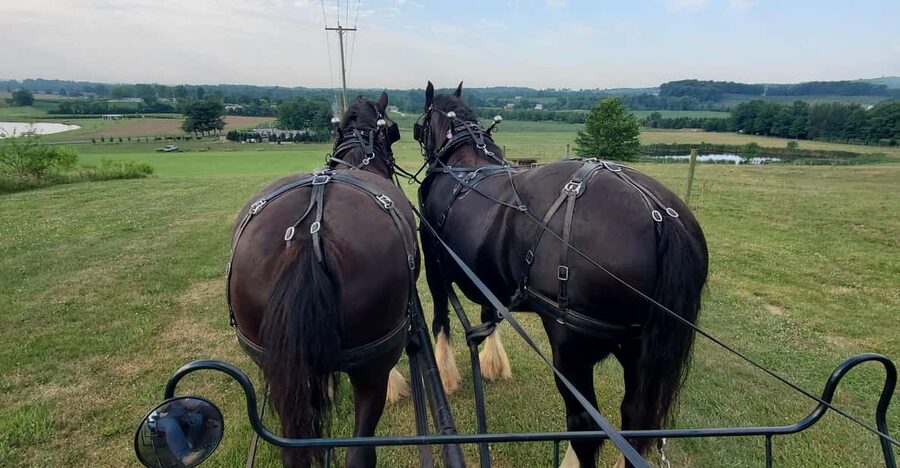 Gettysburg: Horse-Drawn Carriage Tour Countryside & Orchards - Key points to know before you book