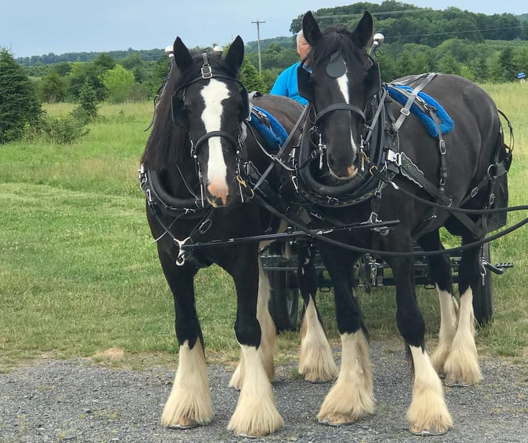 Gettysburg: Horse-Drawn Carriage Tour Countryside & Orchards - The narration: horses, orchards, and Civil War context