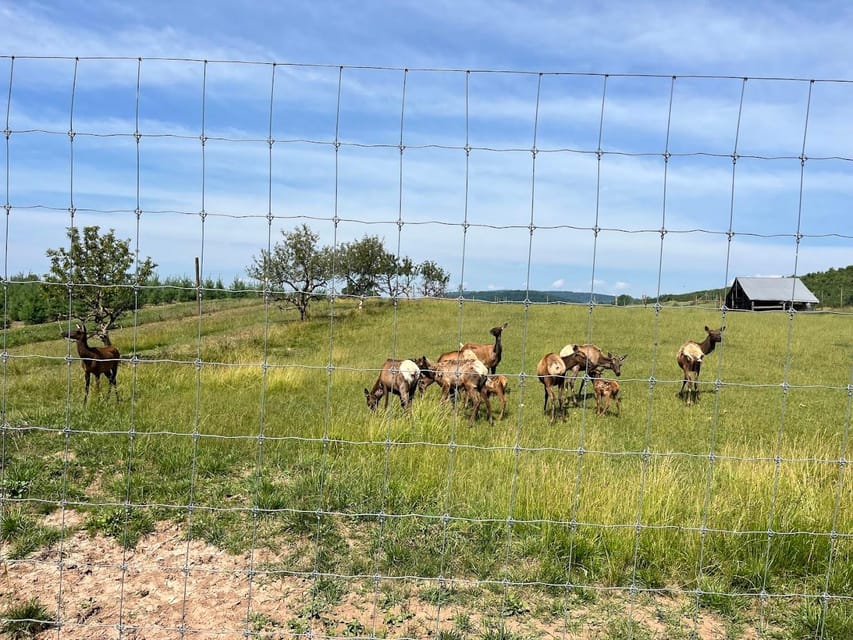 Gettysburg: Horse-Drawn Carriage Tour Countryside & Orchards - Finding Silvershire Farm north of Gettysburg