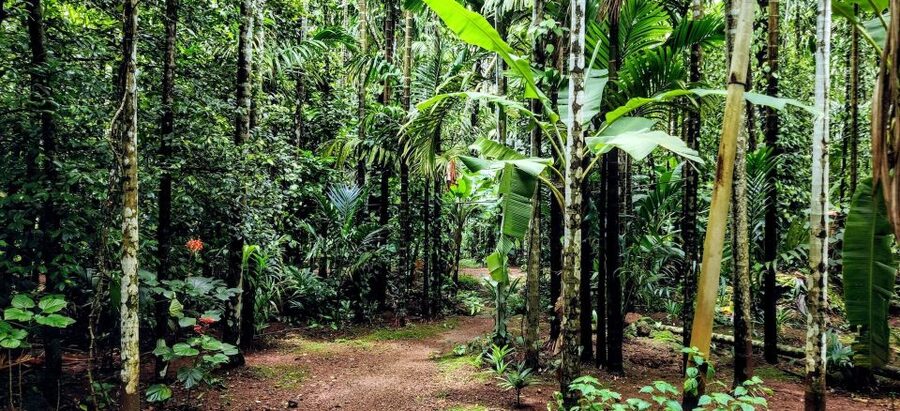 Goa: Spice Plantation Tour and Traditional Local Lunch - Practical tips for a better day