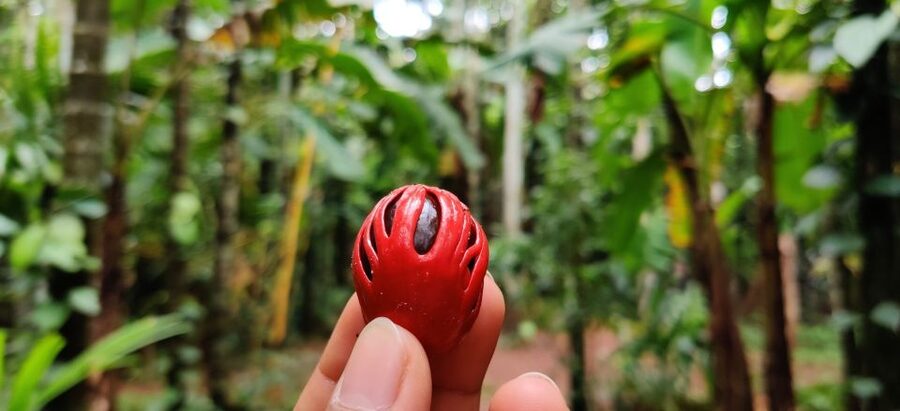 Goa: Spice Plantation Tour and Traditional Local Lunch - The short walk through the spice plants