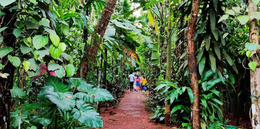 Goa: Spice Plantation Tour and Traditional Local Lunch - Tasting Goa’s cashew feni