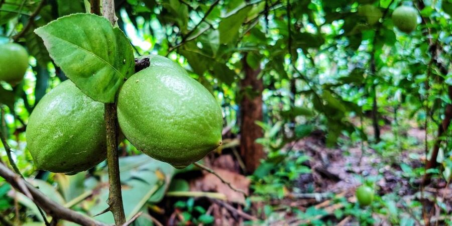 Goa: Spice Plantation Tour and Traditional Local Lunch - The optional Hindu temple stop