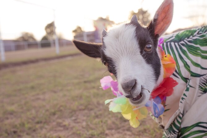Goat and Alpaca Sound Bath - Gilbert Arizona - Goats and alpacas bring the comic relief