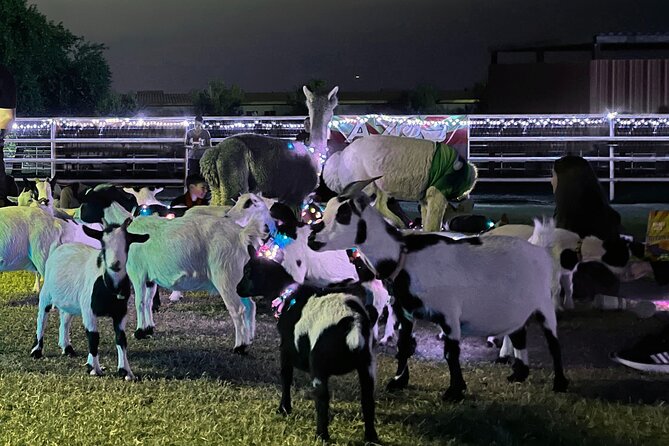 Goat and Alpaca Sound Bath - Gilbert Arizona - How the animal interaction changes the yoga idea