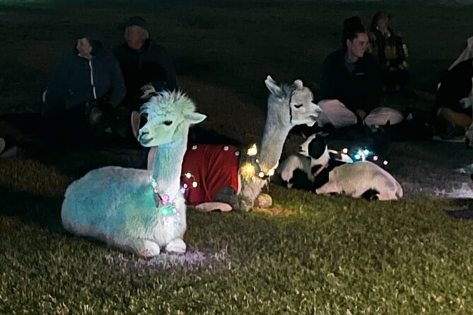 Goat and Alpaca Sound Bath - Gilbert Arizona - The strongest parts of the experience