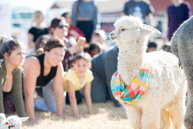 Goat and Alpaca Yoga in Arizona - What the one-hour class is really like