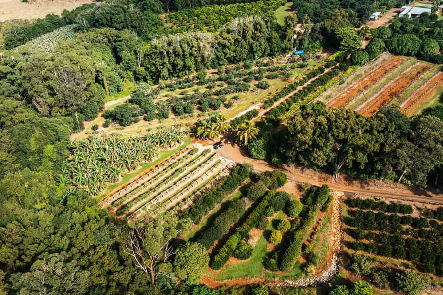 Gold Coast: Tropical Fruit World Full Farm Tour - Accessibility and comfort points to know first