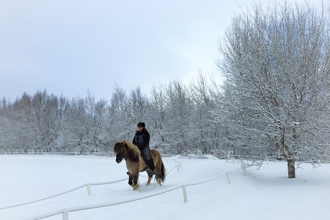 Golden Circle, Fridheimar Farm & Horses Small Group Tour from Reykjavik - Fridheimar offers the day’s most unusual hour and a half