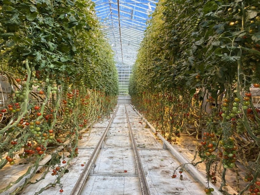 Golden circle, hot spring bakery, tomato farm private tour - Baking rye bread with the earth’s heat