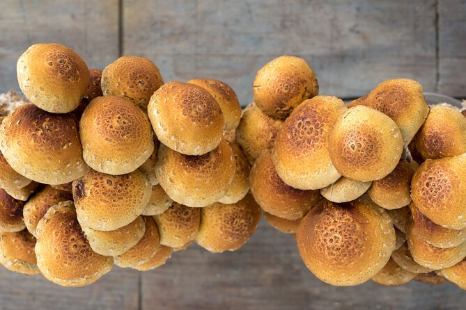 Gourmet Mushroom Farm Tour in Tennessee - What you see during the one-hour visit