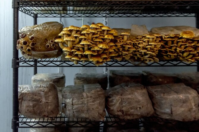 Gourmet Mushroom Farm Tour in Tennessee - Grow kits for the kitchen counter