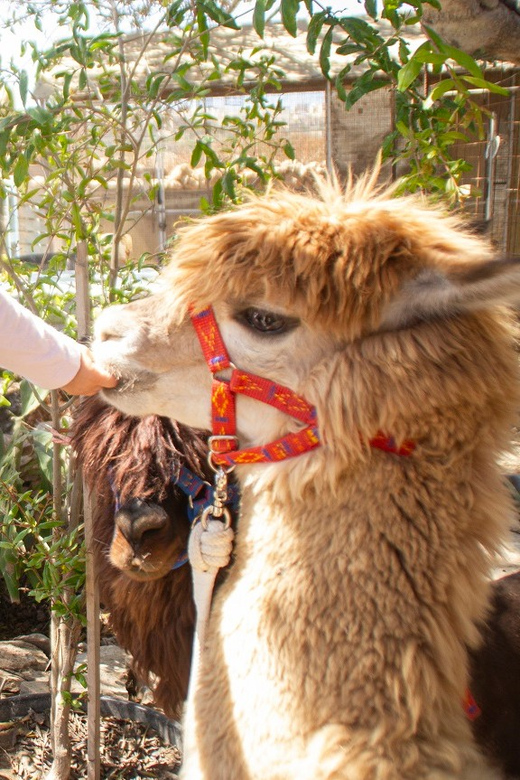 Gozo Alpaca Walks : with feeding and farm visit - Key points at a glance