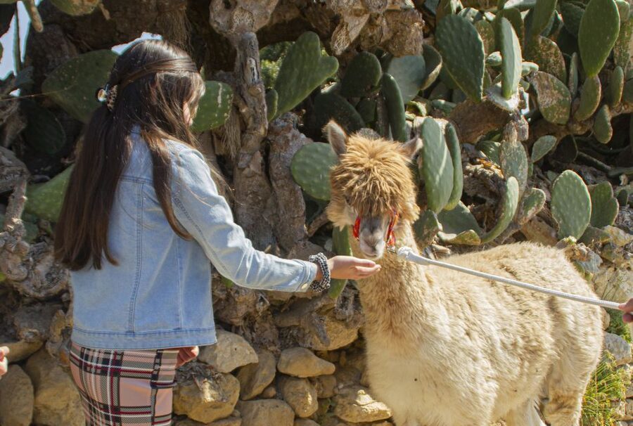 Gozo Alpaca Walks : with feeding and farm visit - Should you book Gozo Alpaca Walks?