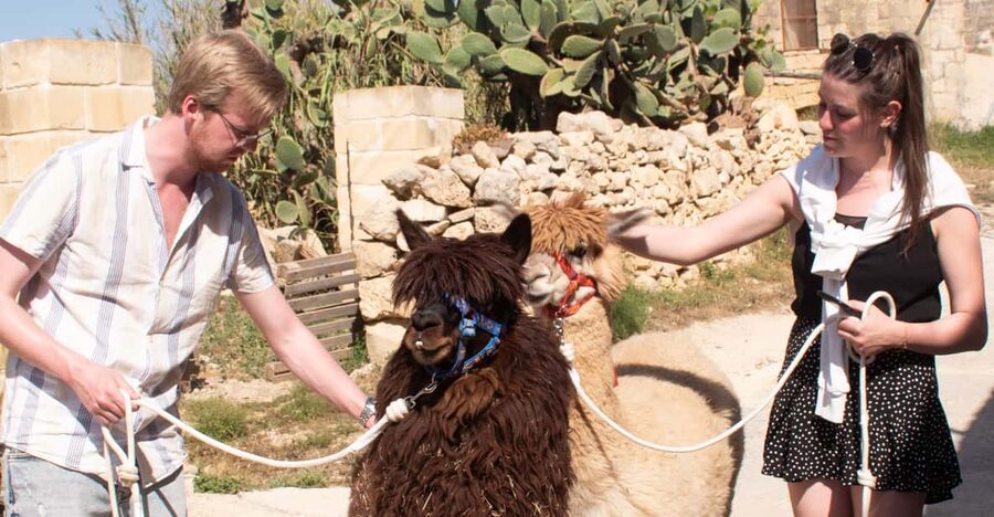 Gozo Alpaca Walks : with feeding and farm visit - Feeding time and the rest of the farm
