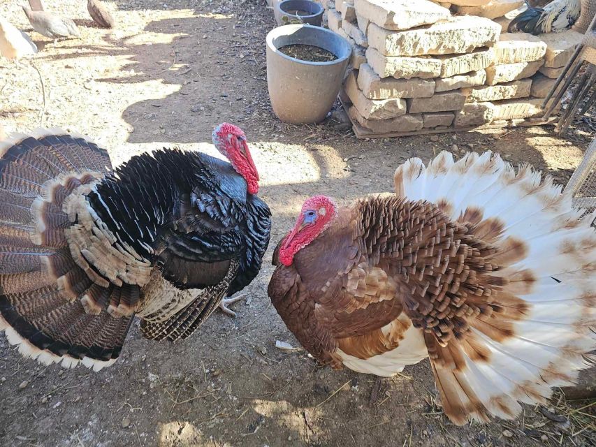 Gozo Alpaca Walks : with feeding and farm visit - Group size and the personal feel