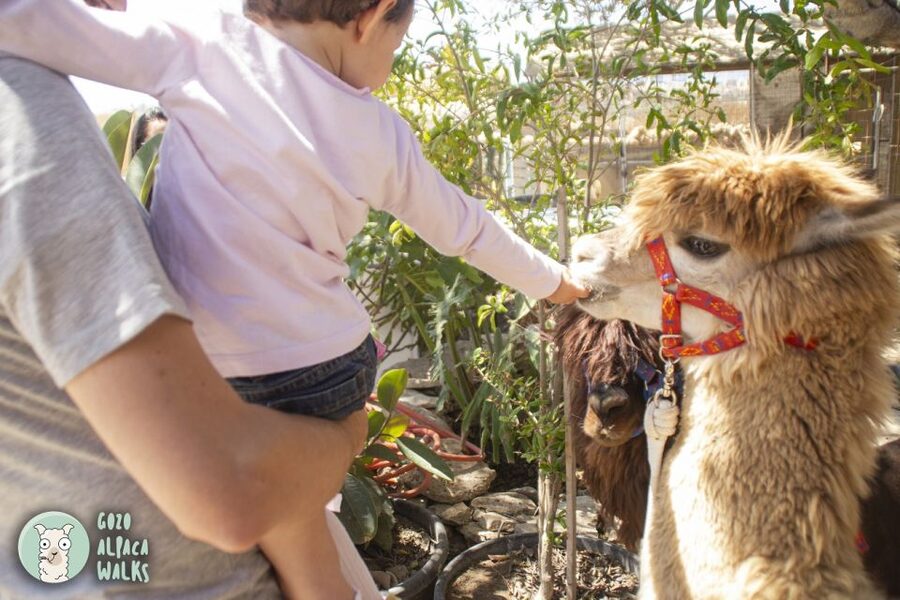Gozo Alpaca Walks : with feeding and farm visit - What the strongest feedback tells you