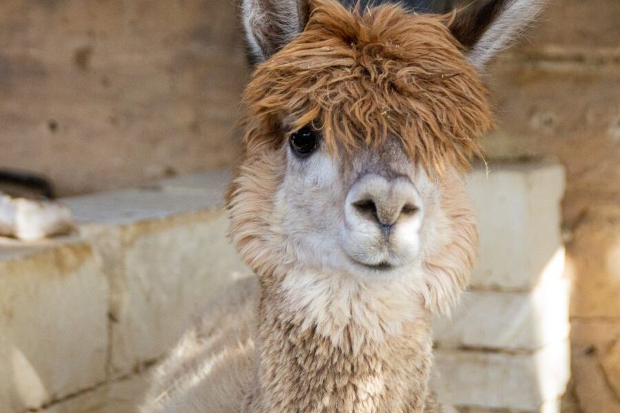 Gozo Alpaca Walks : with feeding and farm visit - Weather, timing, and simple planning