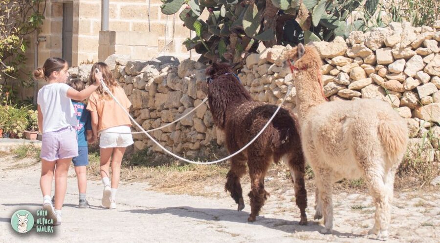 Gozo Alpaca Walks : with feeding and farm visit - Who should book this Gozo farm visit