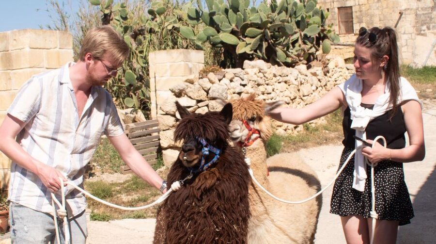 Gozo Alpaca Walks : with feeding and farm visit - Why the countryside walk works