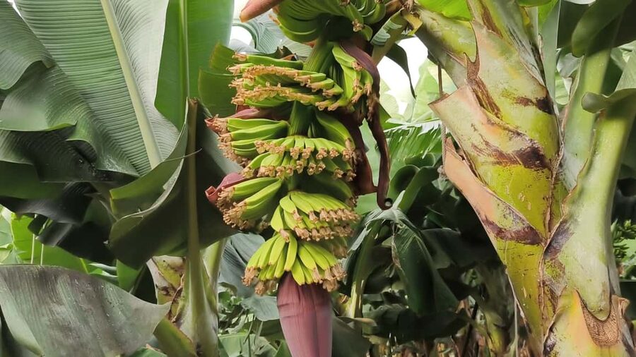 Gran Canaria: Paragliding Flight & Banana Plantation Tour - Bananas, local cheese, and honey