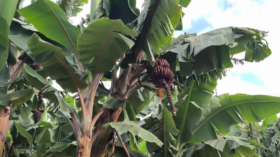 Gran Canaria: Paragliding Flight & Banana Plantation Tour - Is $182 a fair price?