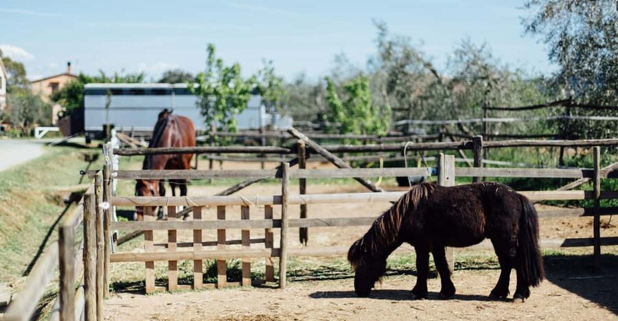 Grosseto: visit the family farm with tasting of local food - Key points to know before booking