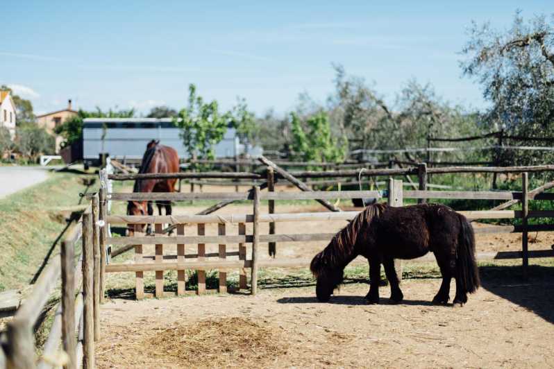 Grosseto: visit the family farm with tasting of local food - Feeding the horses, rabbits, and poultry
