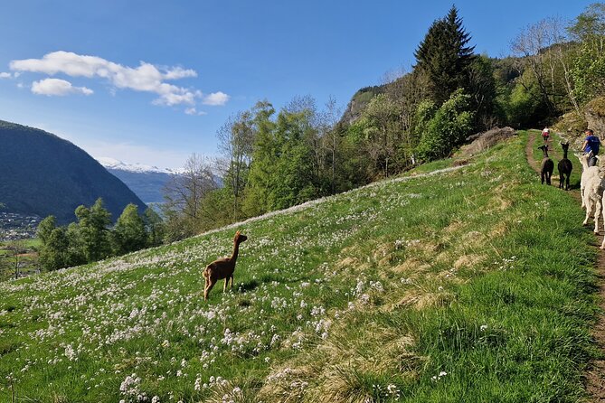 Guided Hiking tour on the Lands of Steim Farm in Vik, Norway - What makes this Vik farm hike worth considering