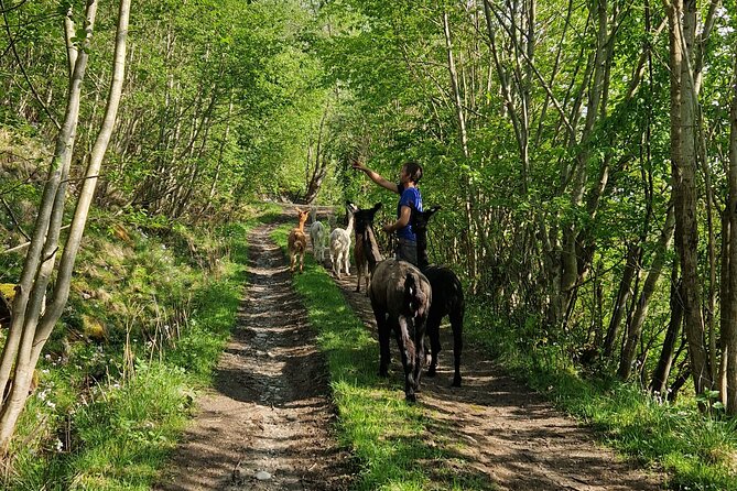 Guided Hiking tour on the Lands of Steim Farm in Vik, Norway - Is $110.12 a fair price?