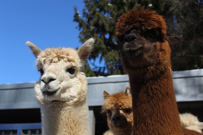 Guided Lilymoore Alpaca Farm Tour - A one-hour animal visit at Lilymoore Farm