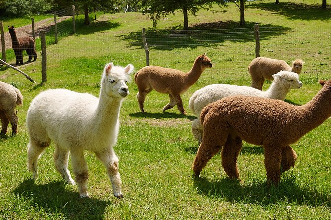 Guided Lilymoore Alpaca Farm Tour - When the goats come out to play