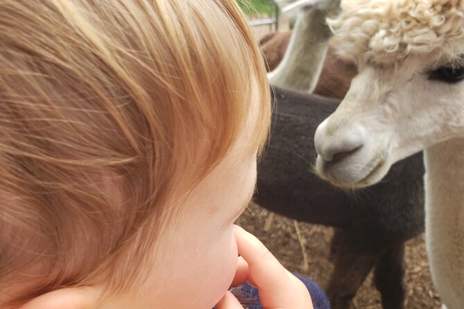 Guided Lilymoore Alpaca Farm Tour - What $16.95 gets you