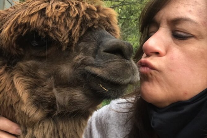 Guided Lilymoore Alpaca Farm Tour - A realistic look at the hour