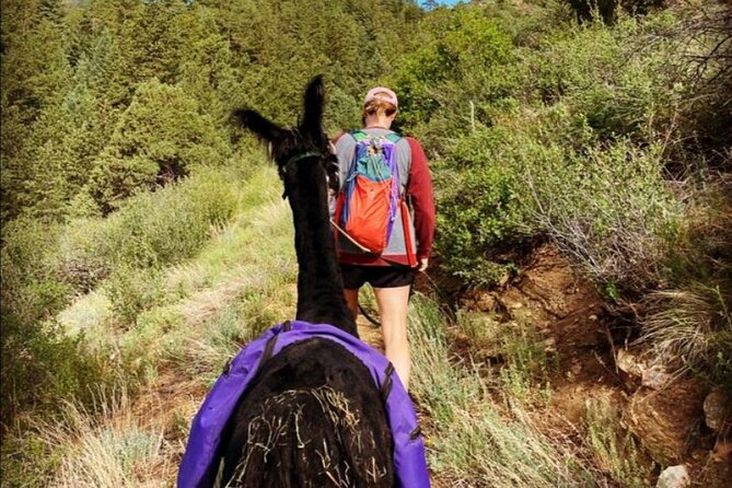 Guided Llama Hike in the Rocky Mountains - A three-mile route through forest and meadow