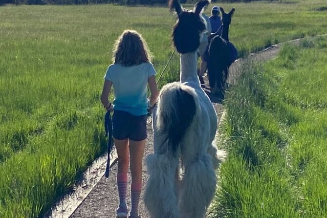 Guided Llama Hike in the Rocky Mountains - Why the private format matters