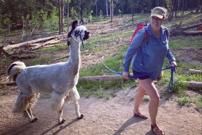 Guided Llama Hike in the Rocky Mountains - What you actually receive for $150